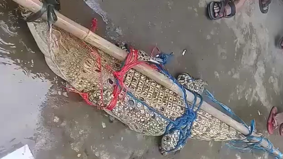 Buaya, Warga Bogor, Buaya Ditangkap, Buaya di Sungai Cisadane, Sungai Cisadane