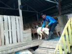 Petani Domba Idul Adha, Petani Domba, Hewan Qurban, Domba