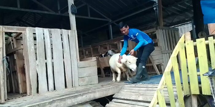 Petani Domba Idul Adha, Petani Domba, Hewan Qurban, Domba