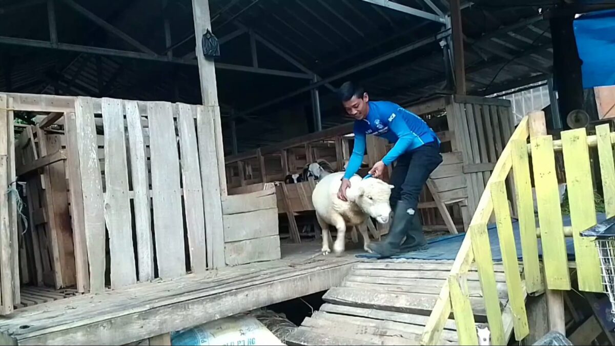 Idul Adha, Petani Domba, Hewan Qurban, Domba